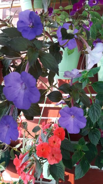  - 10 Achimenes 2019