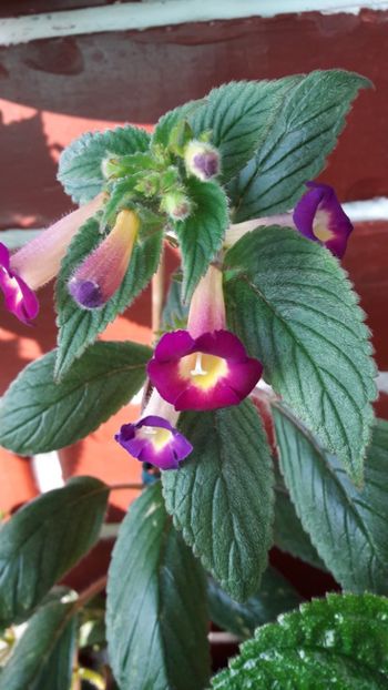  - 10 Achimenes 2019