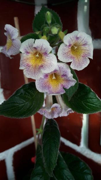  - 10 Achimenes 2019