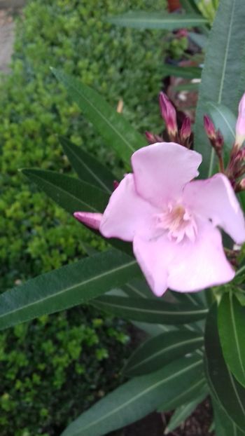  - Lendrii 2018 -2019