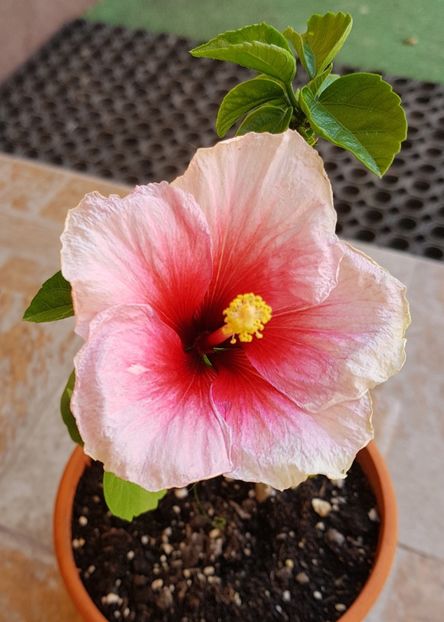  - 1-2 HIBISCUS