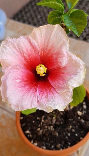  - 1-2 HIBISCUS