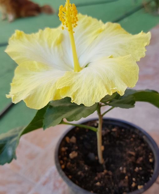  - 1-2 HIBISCUS