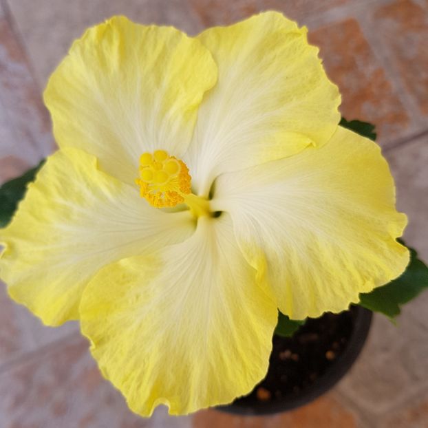  - 1-2 HIBISCUS