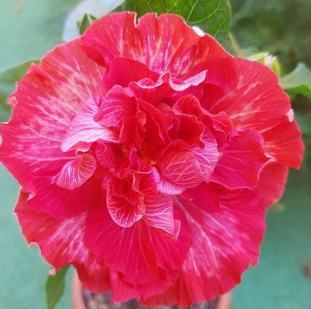  - 1-2 HIBISCUS