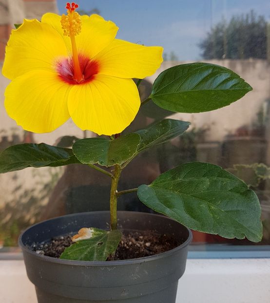  - 1-2 HIBISCUS