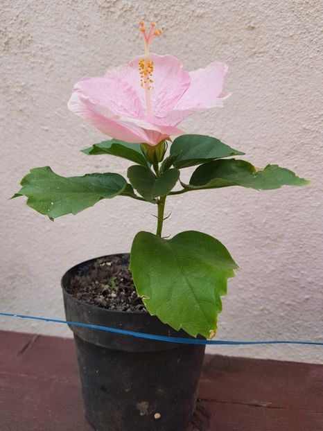  - 1-2 HIBISCUS