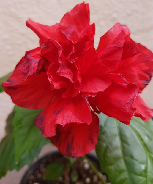  - 1-2 HIBISCUS