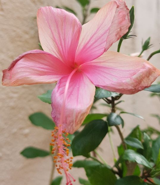  - 1-2 HIBISCUS