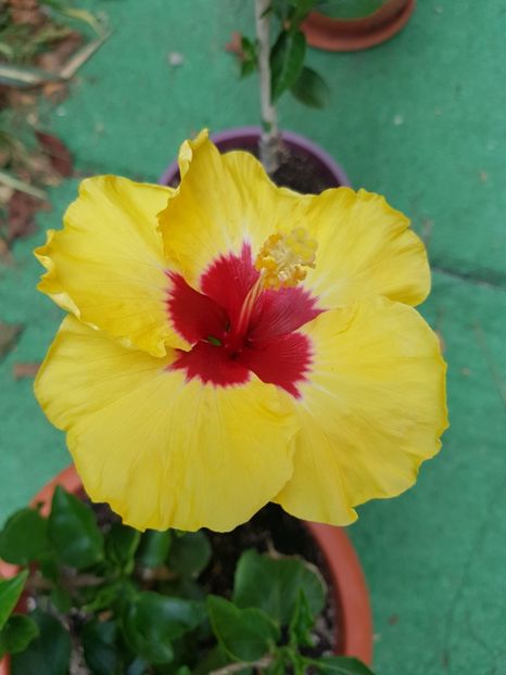  - 1-2 HIBISCUS