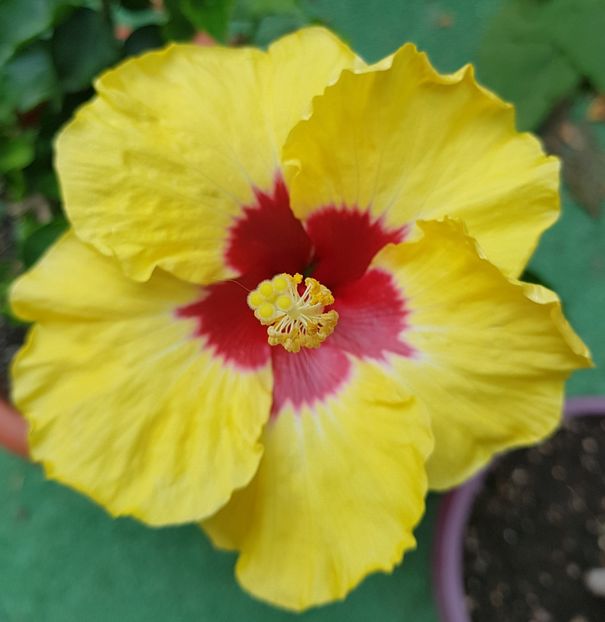  - 1-2 HIBISCUS
