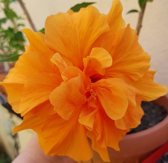 - 1-2 HIBISCUS