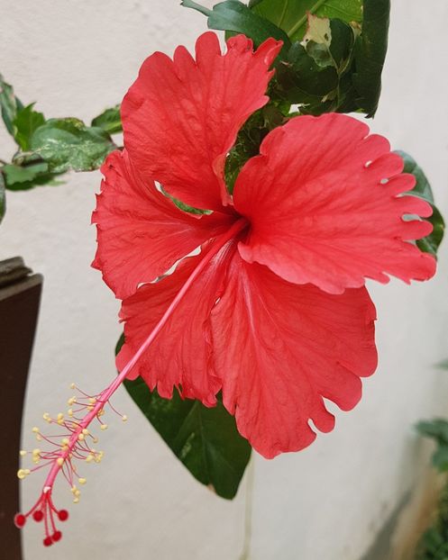  - 1-2 HIBISCUS