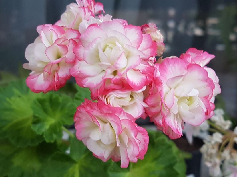 Happy Appleblossom - Muscate de colectie 2019