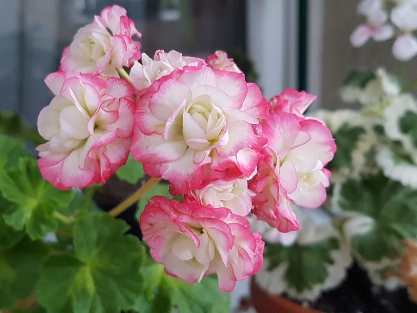 Happy Appleblossom - Muscate de colectie 2019