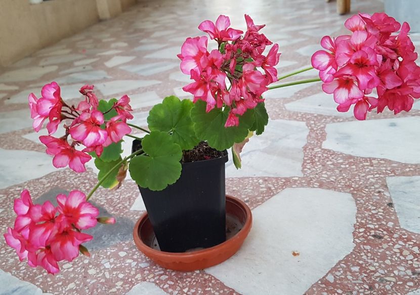 Banstead Beauty - Muscate de colectie 2019
