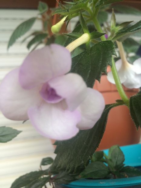 31.07.2019 - Lavender Bliss