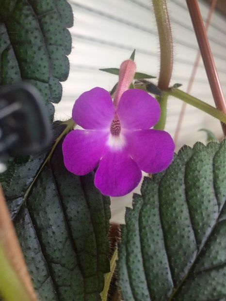 31.07.2019-Patents Major - Achimenes 2019