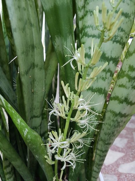  - Sansevieria