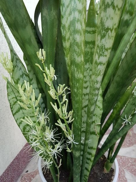  - Sansevieria