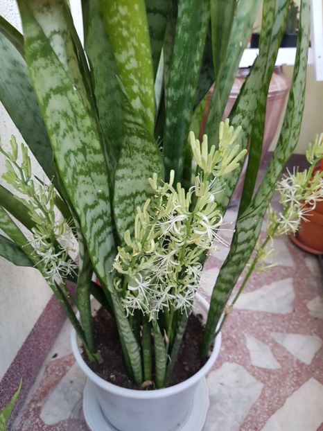  - Sansevieria