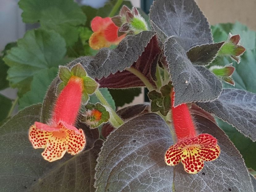 Silver Feather - Kohleria