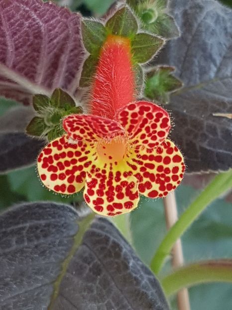 Silver Feather - Kohleria
