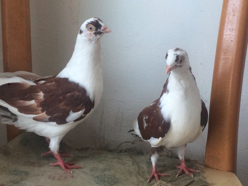 Pereche tineret 2019 - 7- Jucatori de galati