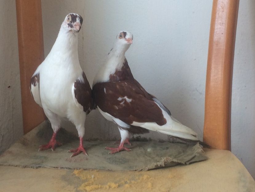  - 7- Jucatori de galati