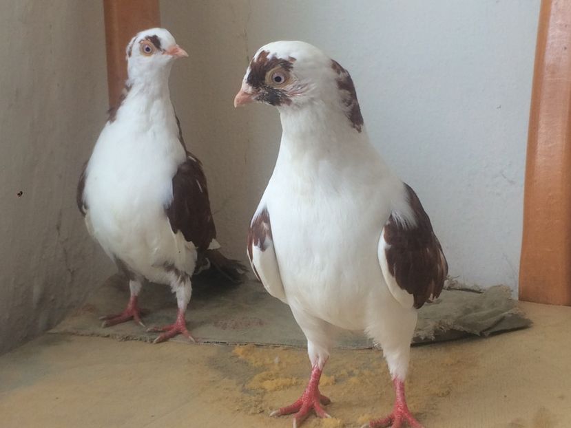  - 7- Jucatori de galati