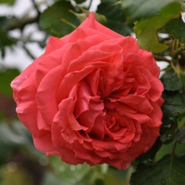 Dee-Dee-Bridgewater - DEE DEE BRIDGEWATER