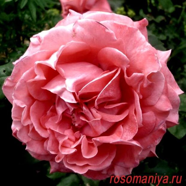 di-di-bridzhuoter-dee-dee-bridgewater - DEE DEE BRIDGEWATER