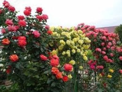 Trandafir Urcator Dee Dee Bridgewater, Meilland  rr - DEE DEE BRIDGEWATER