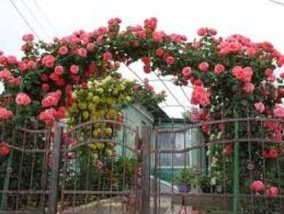 Trandafir Urcator Dee Dee Bridgewater, Meilland - DEE DEE BRIDGEWATER