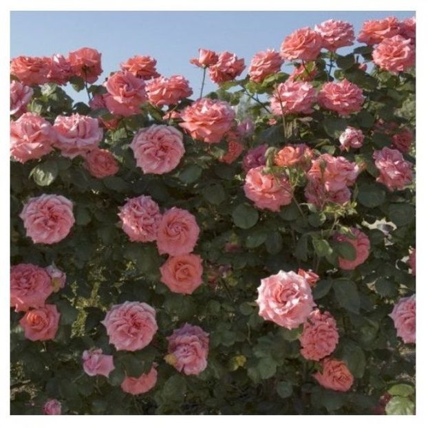 trandafir_dee_dee_1_16329 - DEE DEE BRIDGEWATER