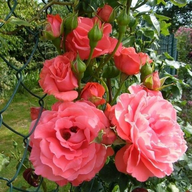 dee-dee-bridgewater-4_2048x - DEE DEE BRIDGEWATER