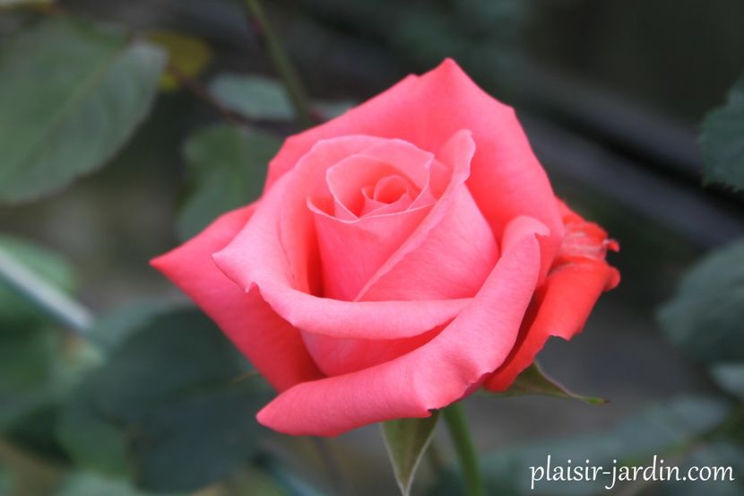 ob_1f25a8_rosier-dee-dee-4 - DEE DEE BRIDGEWATER