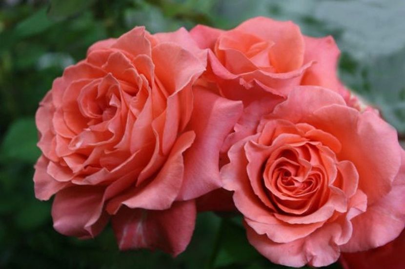 Dee-Dee--Bridgewater-3  - DEE DEE BRIDGEWATER