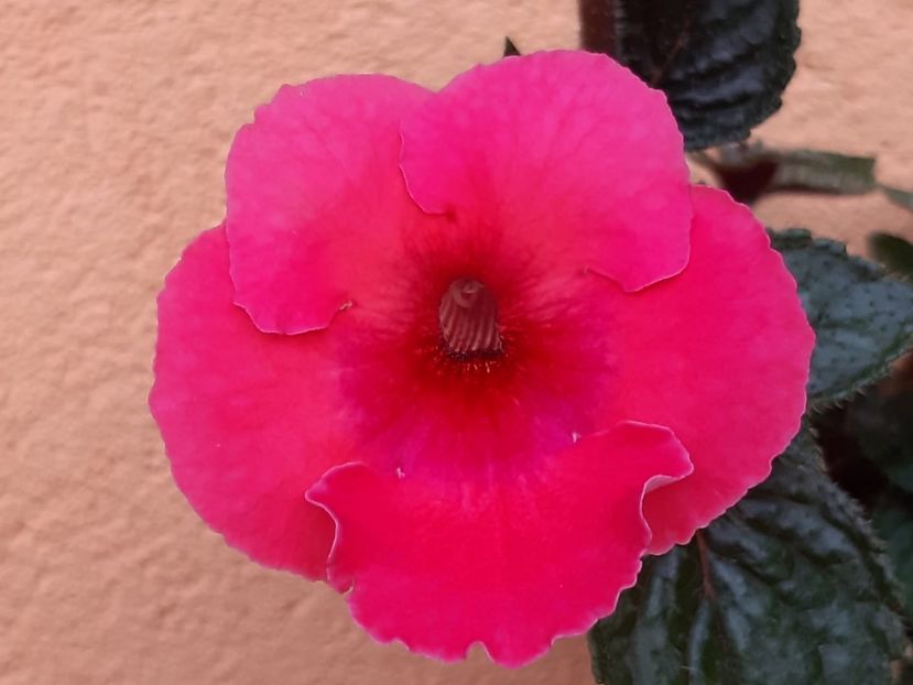 BriD’s Red Beauty - Achi din semințe BriDs 2018