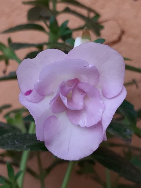 BriD’s Agda - Achi din semințe BriDs 2018