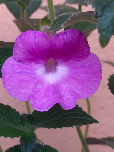 BriD’s Nette - Achi din semințe BriDs 2018