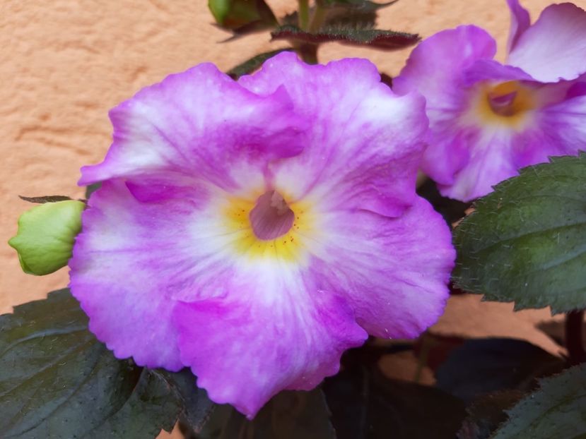 BriD’s Samira - Achi din semințe BriDs 2018