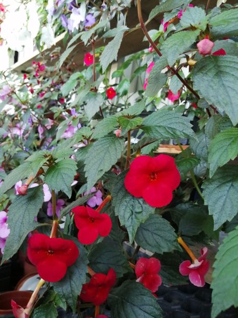  - Achimenes 2019