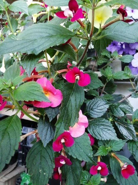  - Achimenes 2019