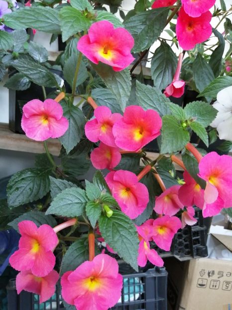  - Achimenes 2019