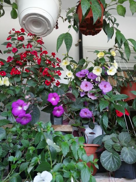  - Achimenes 2019
