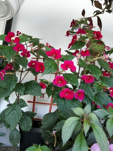 - Achimenes 2019