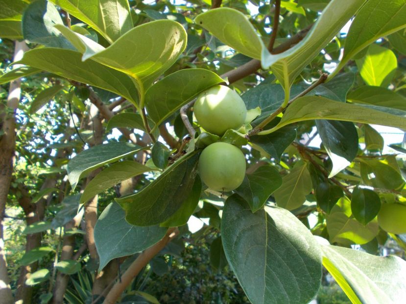  - Flori si trandafiri 2019c- 3