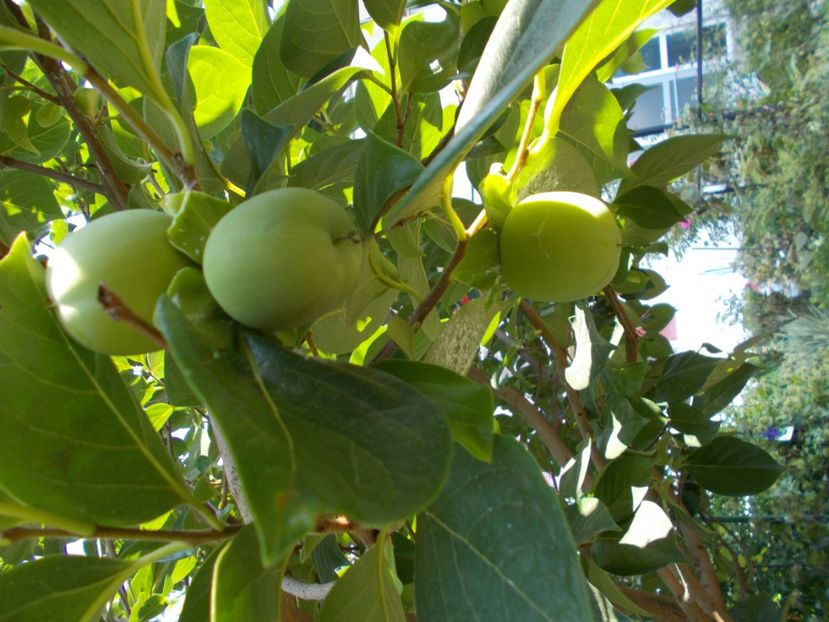  - Flori si trandafiri 2019c- 3