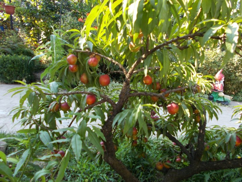  - Flori si trandafiri 2019c- 3